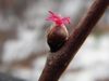 Female flower