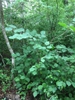 Form