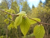 Leaves