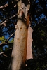 Corylus fargesii
