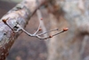 Corylus fargesii
