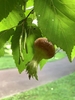 Corylus fargesii