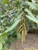 Corylus fargesii