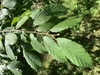 Corylus fargesii