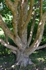 Corylus fargesii
