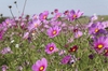 Cosmos spp.