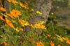 Cosmos sulphureus