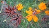 Cosmos sulphureus