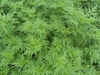 Cosmos sulphureus