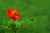 Cosmos sulphureus