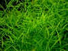 Cosmos bipinnatus