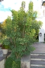 Cotinus coggygria 'Ancot' Golden Spirit