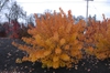Cotinus coggygria 'Pink Champagne' - fall foliage full plant