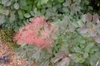 Cotinus coggygria