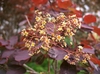 Small yellowish cluster of flowers