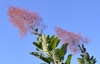 Hazy, pinkish purple plumes sterile flower stalks