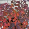 Reddish leaves