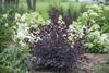 Form of shrub with reddish leaves