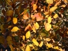 Cotinus coggygria 'Ancot' GOLDEN SPIRIT