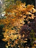 Cotinus coggygria 'Ancot' GOLDEN SPIRIT