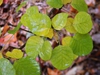 Cotinus coggygria 'Ancot' GOLDEN SPIRIT