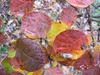 Cotinus coggygria 'Ancot' GOLDEN SPIRIT