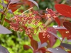 Cotinus coggygria 'Royal Purple'
