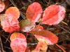 Cotinus coggygria 'Royal Purple'