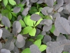 Cotinus coggygria 'Royal Purple'