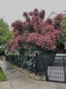 Full grown tree in bloom with pinkish plumes