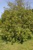 Cotinus obovatus
