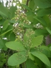 Cotinus obovatus - flower up close