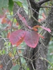 Cotinus obovatus