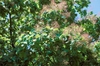 Cotinus obovatus