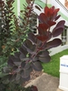 Cotinus x 'Grace' leaf