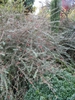 Cotoneaster conspicuus