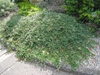 Cotoneaster dammeri