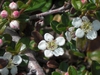 Cotoneaster dammeri