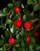 Cotoneaster dammeri