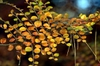 Cotoneaster divaricatus