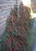 Cotoneaster horizontalis