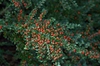 Cotoneaster horizontalis