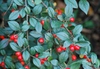 Cotoneaster salicifolius