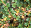 Cotoneaster adpressus