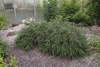 Cotoneaster adpressus