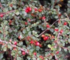Cotoneaster adpressus