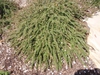 Cotoneaster adpressus