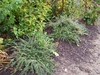 Cotoneaster adpressus