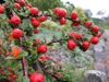 Cotoneaster apiculatus