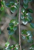 Cotoneaster apiculatus